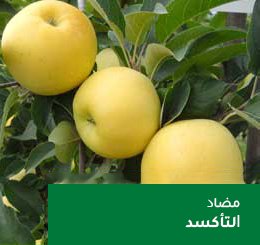 arbre pepins 11
