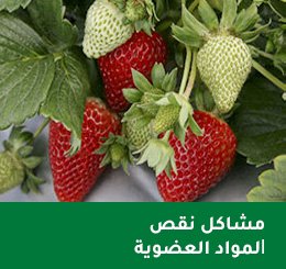 fraisier 09