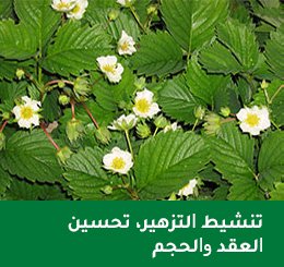 fraisier 12