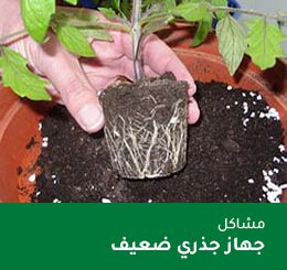 tomate 03