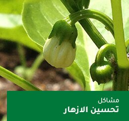 tomate 04