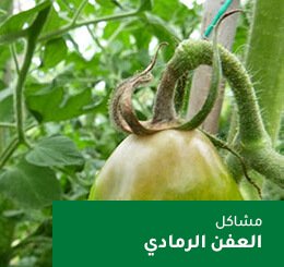 tomate 08