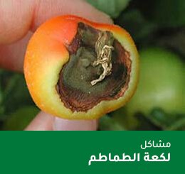 tomate 17